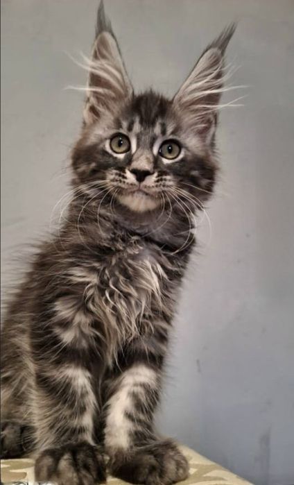 Котята мейн-кун из питомника