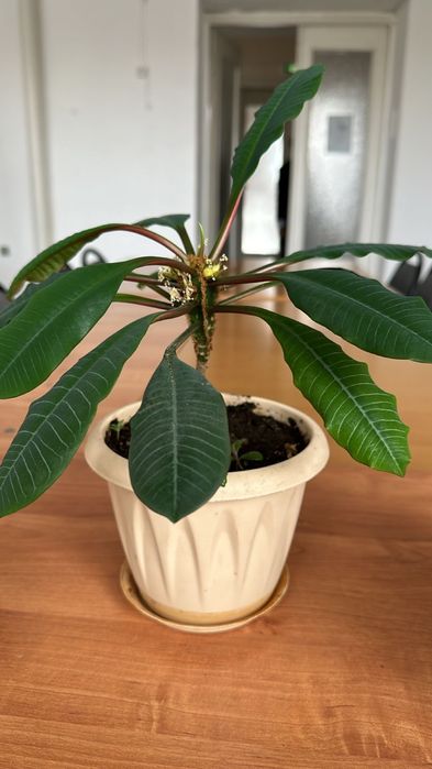 Продам цветок молочай