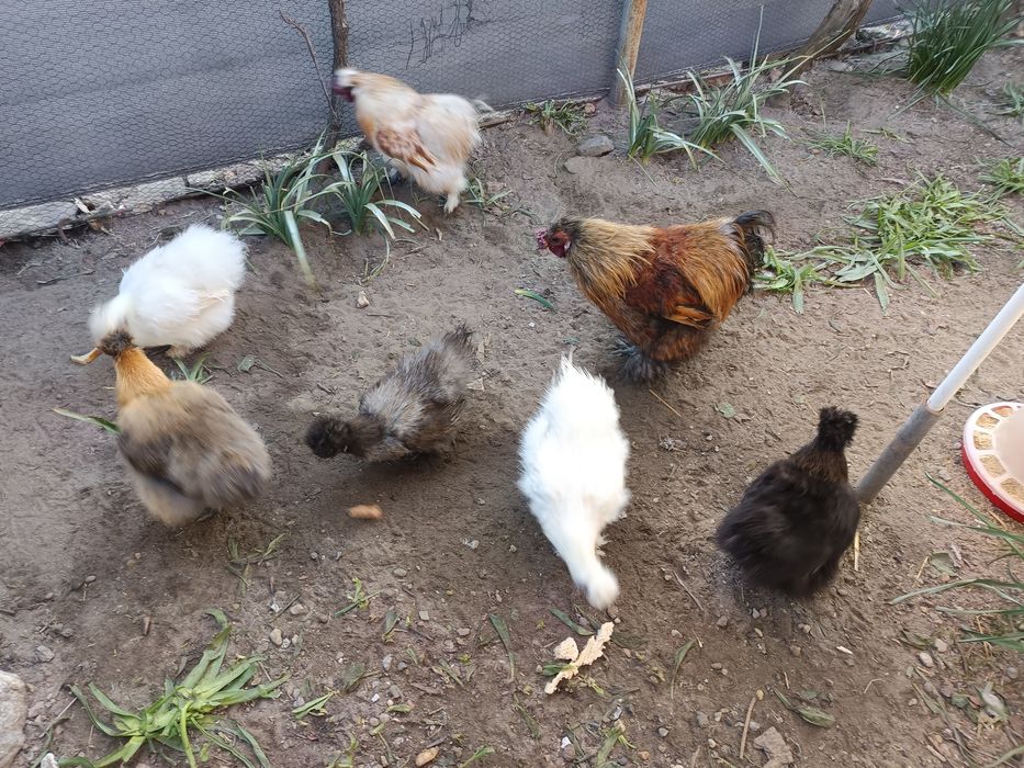 Oua incubat mătase japoneza și cochincina galben pitic