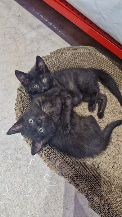 Отдам котят в хорошие руки