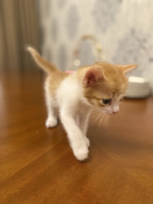 Марғаулар сатылады. Бір данасы 5000 тг