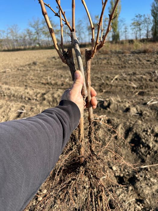 Căpșunică , Ananas , Fraga , hibrid