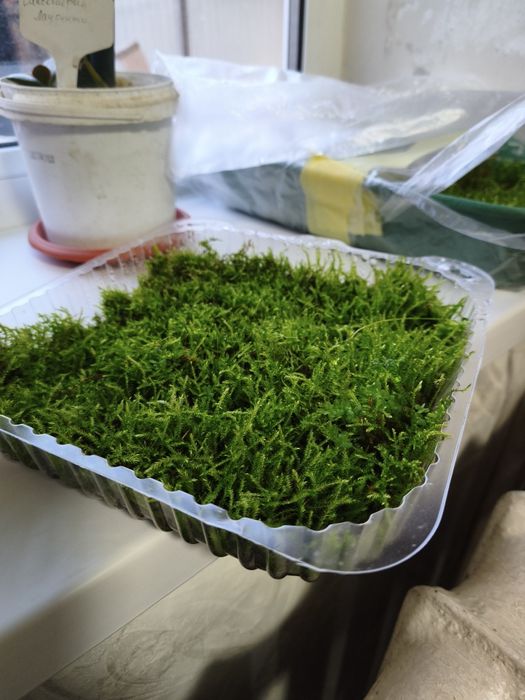 Живой мох продам.