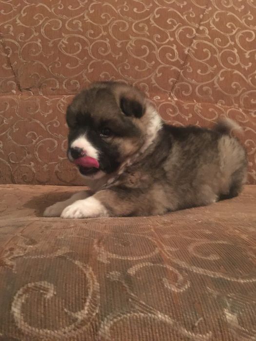 Продам чистый алабай