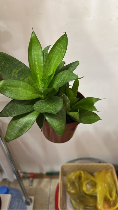 Комнатные растения