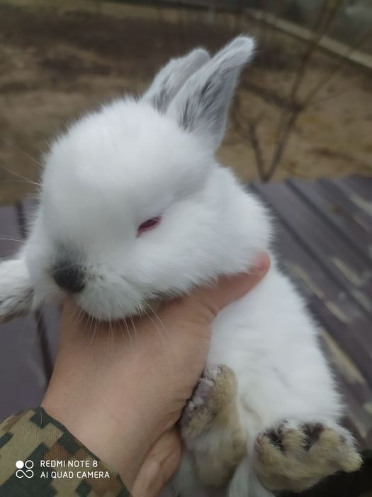 Кролики калифорния. 1 мес. Здоровые.