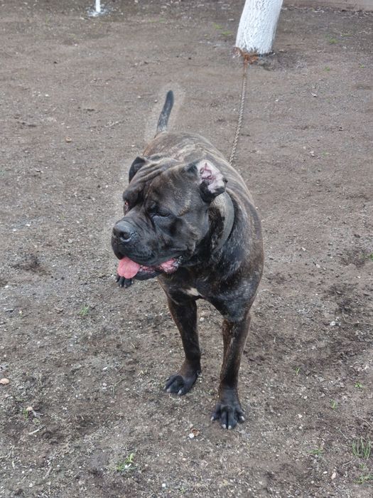 Кобель Кане-Корсо в добрые руки.