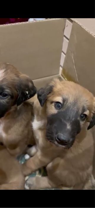 Продам щенков тазы