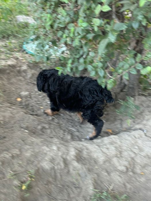 Продам щенков охотничья порода!