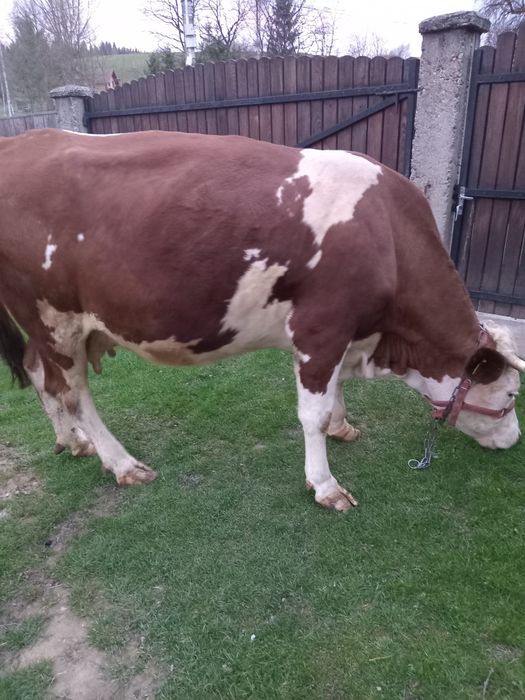 Vaca de 4 ani a doua fatare de vânzare, Întorsura Buzăului  rasa baltata romaneasca