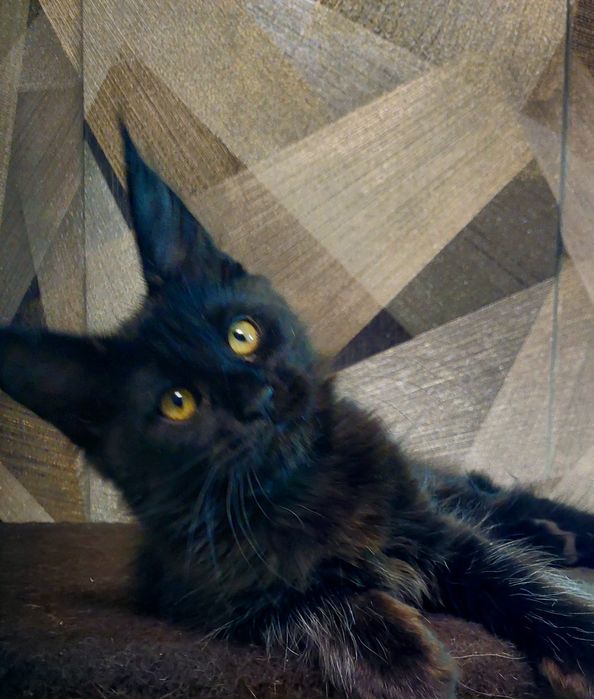 Свободные кошечки Мейн-кун