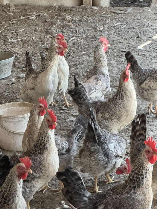 Инкубационные яйцо