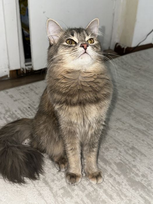 Котёнок, девочка