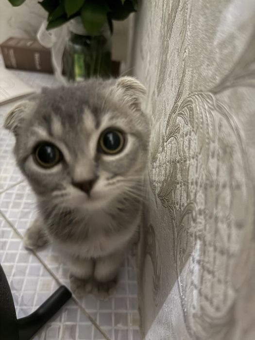 Скоттиш фолд котенок