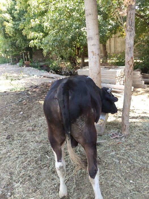 Vdbdvgʻlavv kskcscs