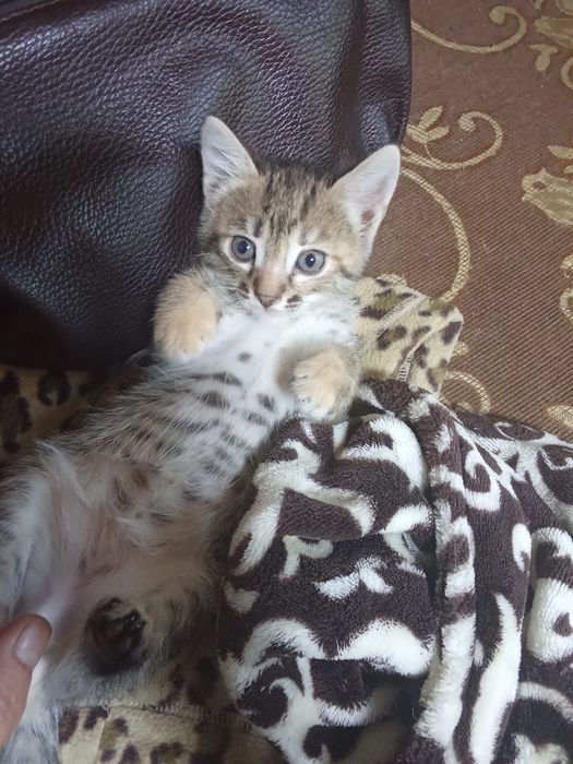 Отдам котят в добрые руки