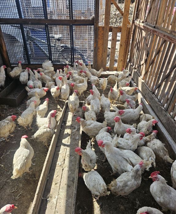 Несушка белая хорошо несется