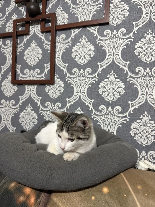 Ищем котику добрых хозяев