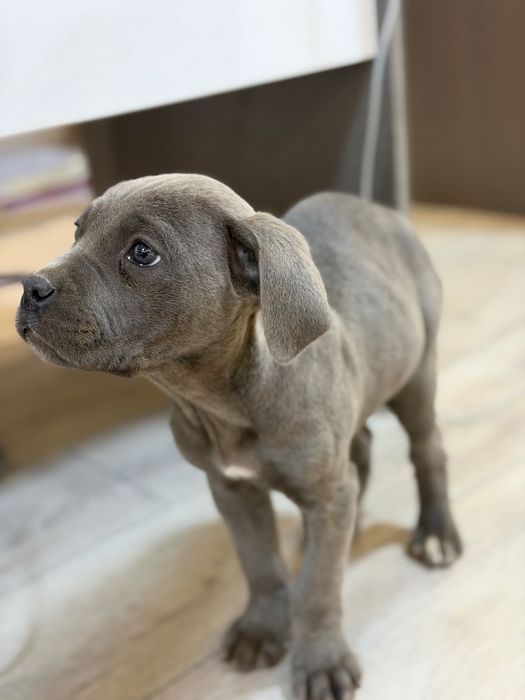 Кане Корсо/Чистокръвно