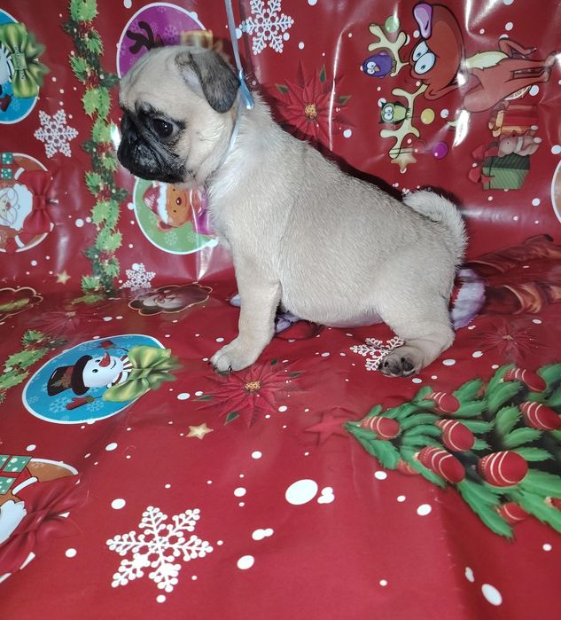 Продам щенка мопса