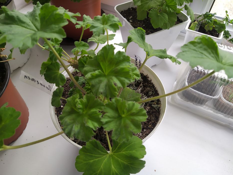 Пеларгония, Герань