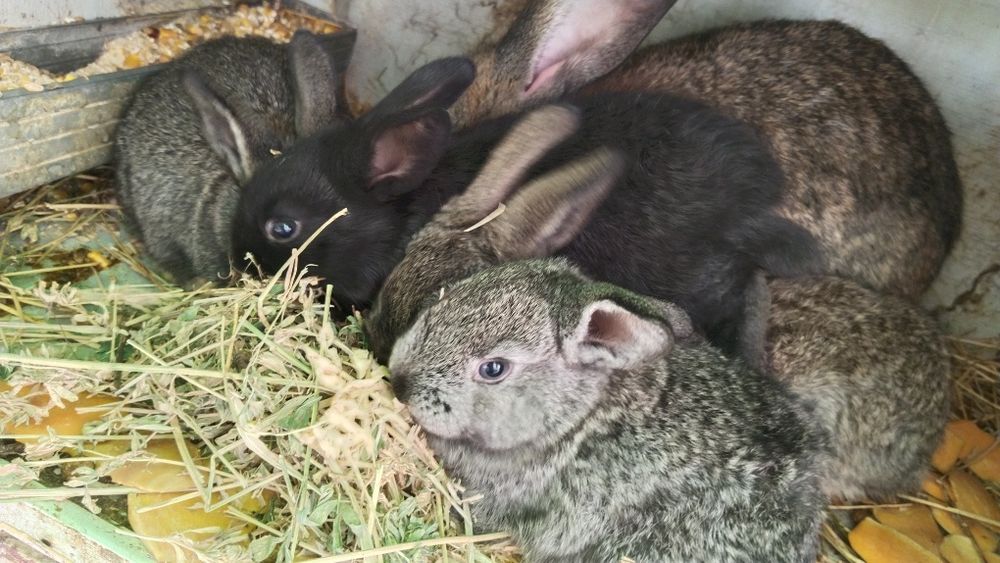 Королик сатылады