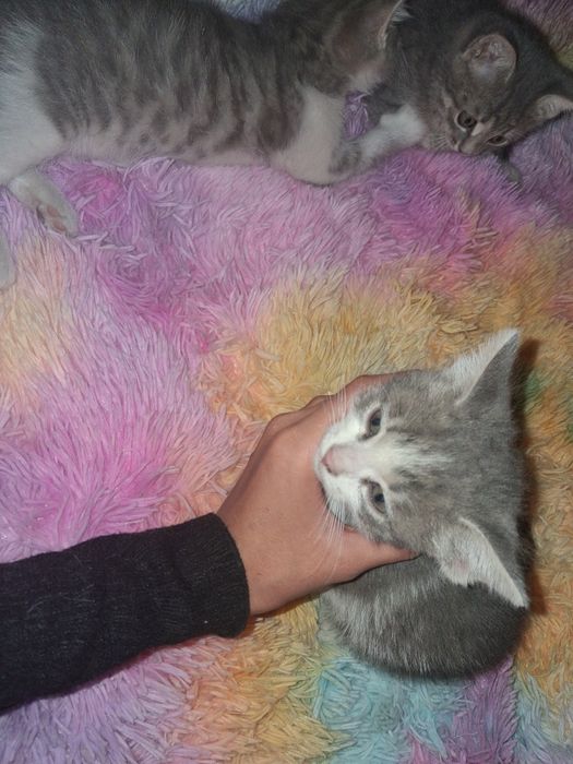 КОТЯТА! Отдам в добрые руки!