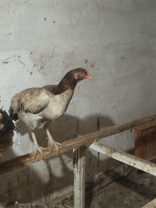 Тауық сатылады Дакан