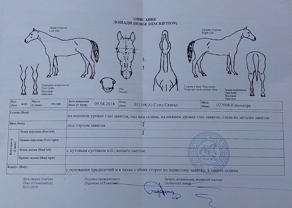 Продам жеребца иноходец