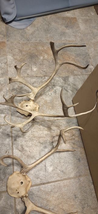 Vand 2 trofee cu coarne de ren f.rare.Vedeti cele 6 poze atasate  la anunt