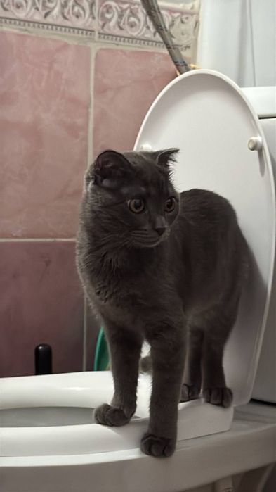 Отдаётся в добрые руки кошечка Шейд