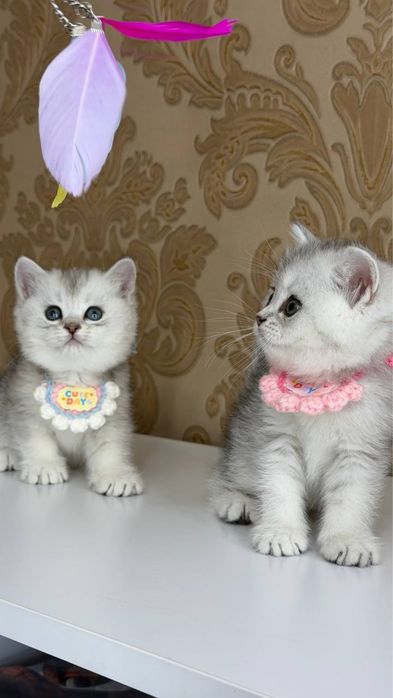 Серебристые британские шиншилы
