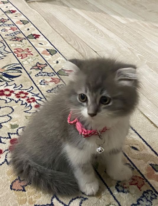 Отдаю котенка девочка