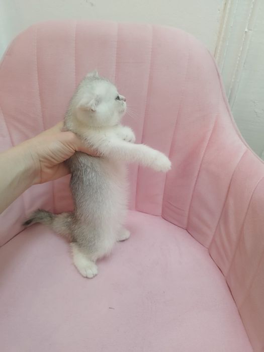 Шикарнык британские котята