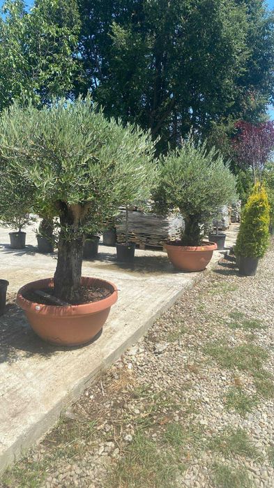 Buxus,leylandii,maslin