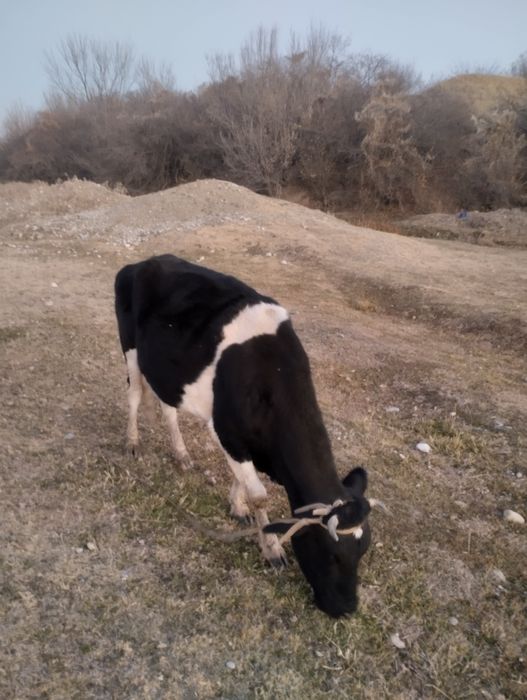 Сыйыр сатылады буаз