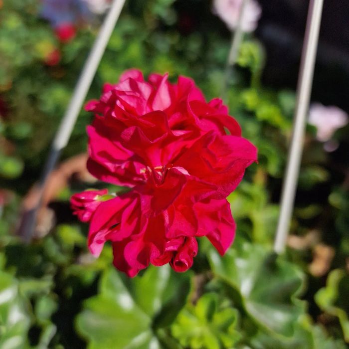 Пеларгонии в городе Абай