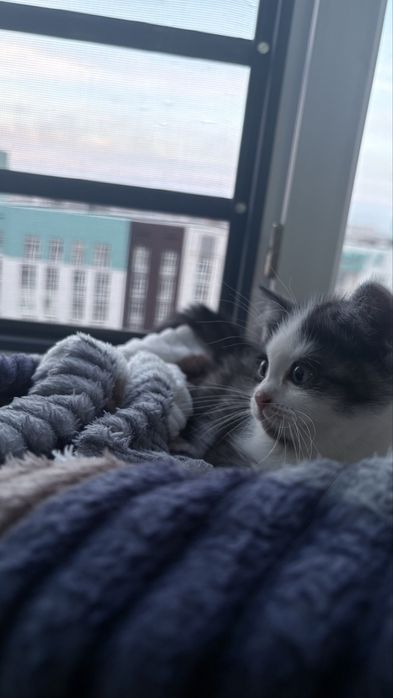 Котенки мальенкие