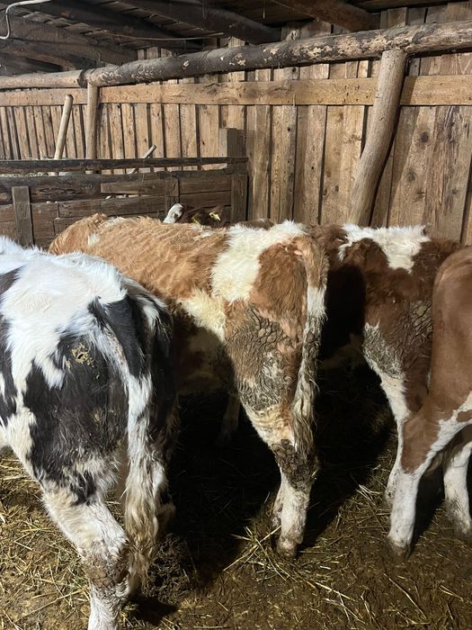 Vand 4 vitele de 8 luni