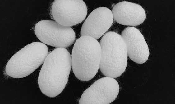 Копринени пашкули от буби-100% естествена коприна, 10 бр - 3 лв