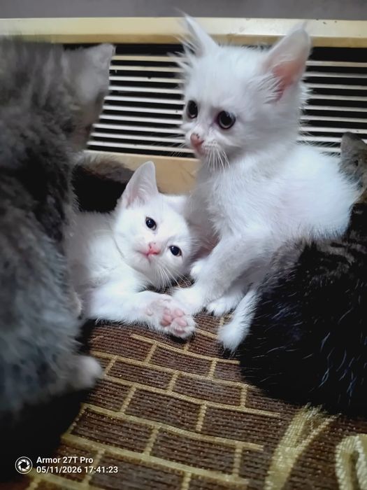 Отдам котят бесплатно срочно!!