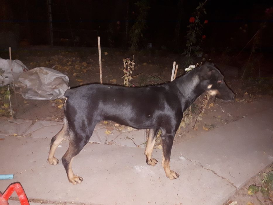 Доберман доберман