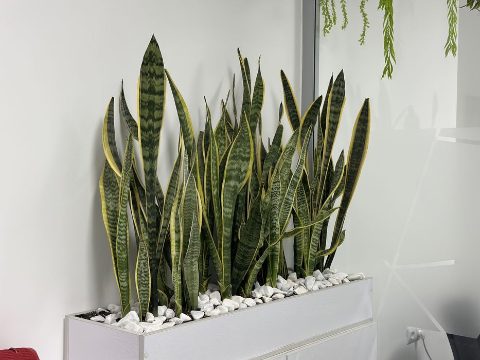 Офисные растения в горшках по самым низким ценам!