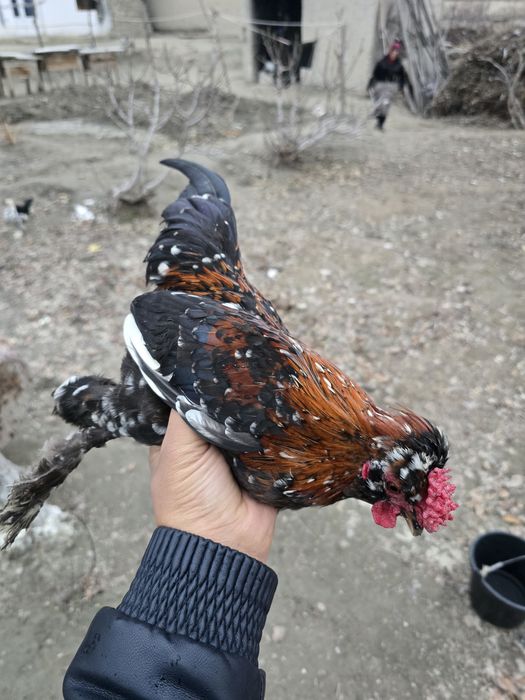 Yapon xoʻroz. Qiziquvchilar uchun. Arzon narxlarda