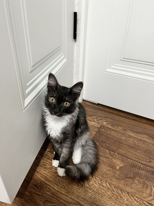 Отдам котика в добрые руки