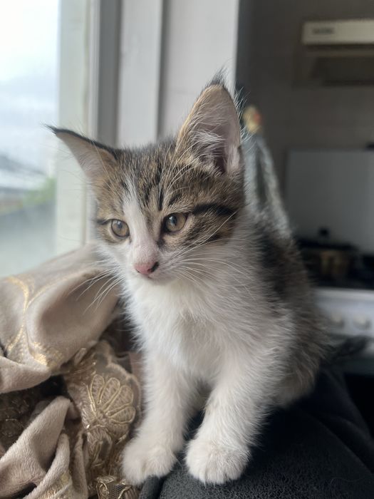 Котята бесплатно