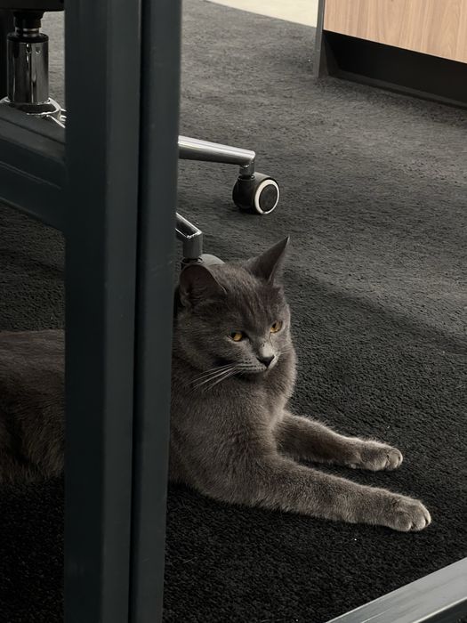 Котенок в добрые руки