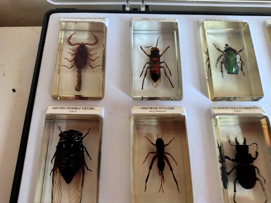 Страхотна Колекция Хербарий От Буболечки,Насекоми