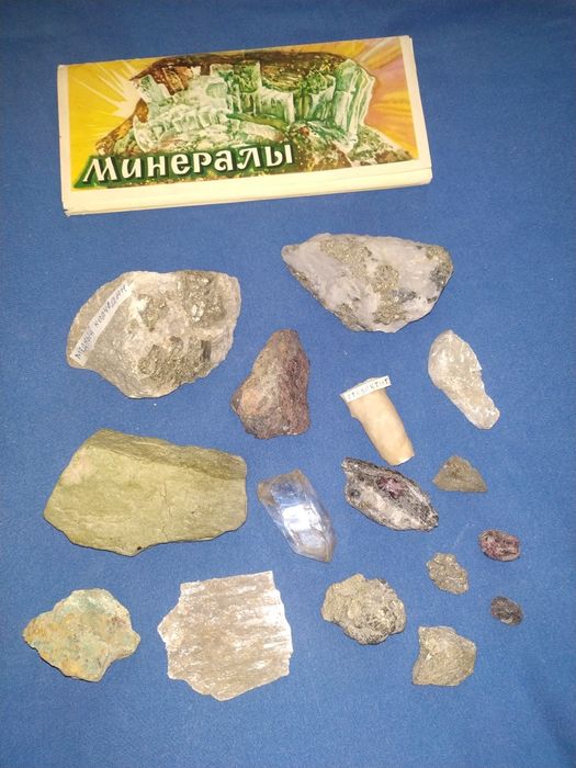 Окаменелости растений, моллюсков. Минералы.