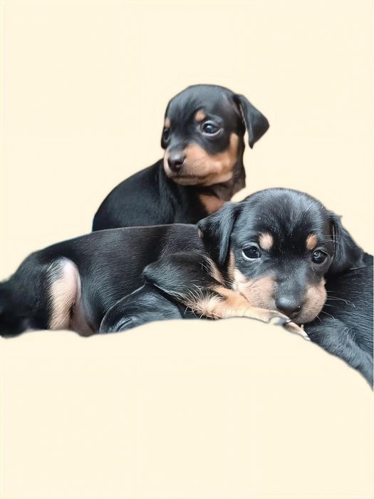 Продам щенят Той-терьера